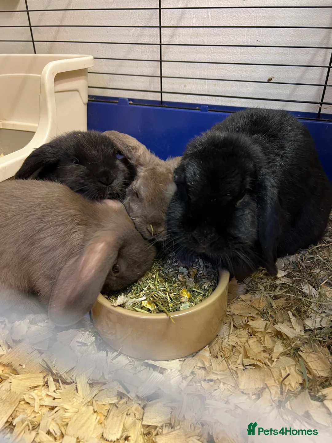 Mini Lop rabbits for sale: Mini Lop (plush carriers).. in Portsmouth - Advert 7