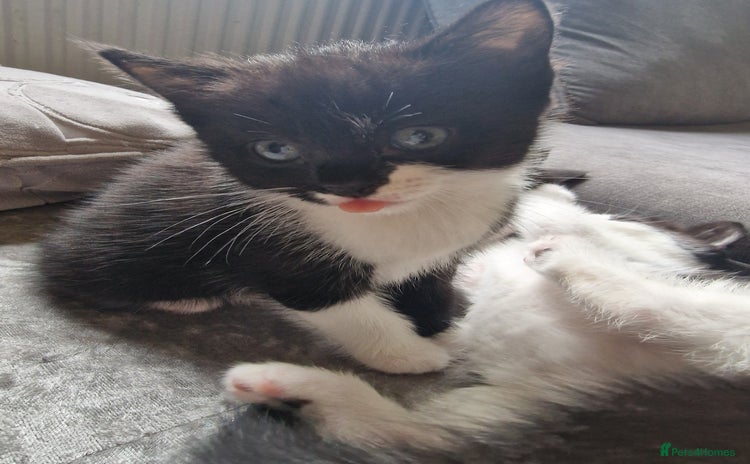Mixed Breed cats One beautiful girl and one boy Tuxedo kittens - Advert 7