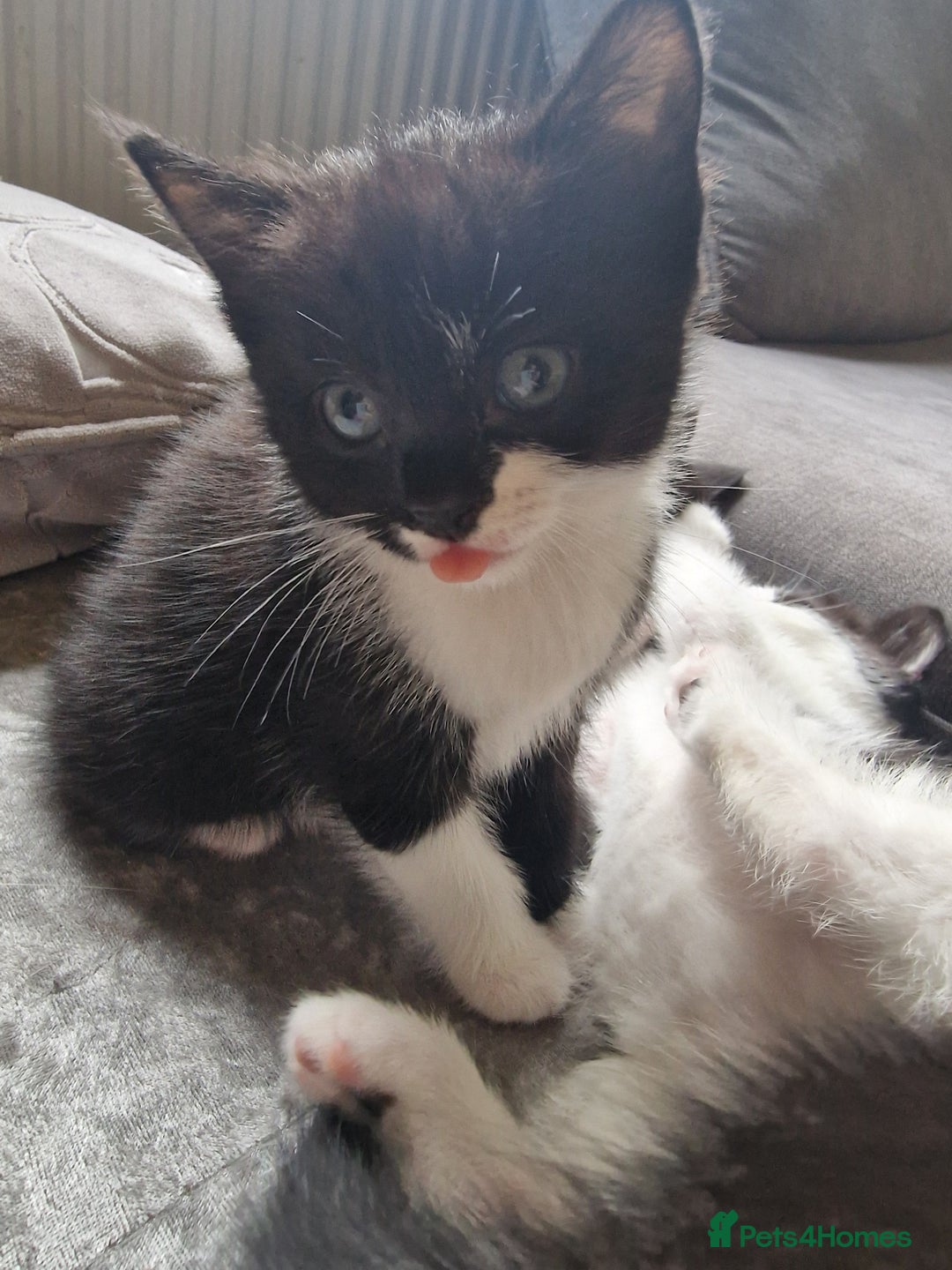 Mixed Breed cats for sale: One beautiful girl and one boy Tuxedo kittens - Advert 1