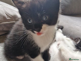 Mixed Breed cats One beautiful girl and one boy Tuxedo kittens - Advert 1