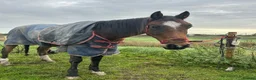 Other Breed horses for sale: Welsh part breed mare 15h - Advert 14