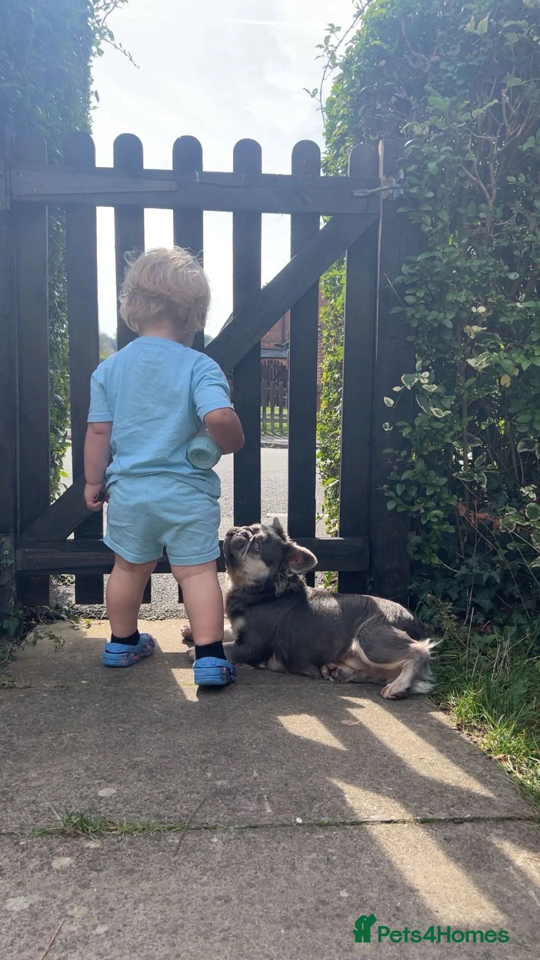 French Bulldog dogs for sale: LONG HAIR FRENCHIE NEEDS A LOVING HOME - Advert 3