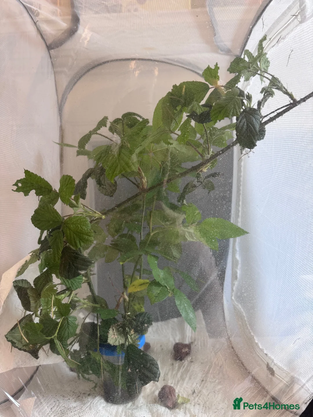 Stick Insects invertebrates for sale: Indian Stick Insects & Eggs for sale  in London - Advert 6