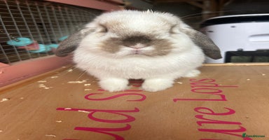 Mini Lop rabbits - Advert 3
