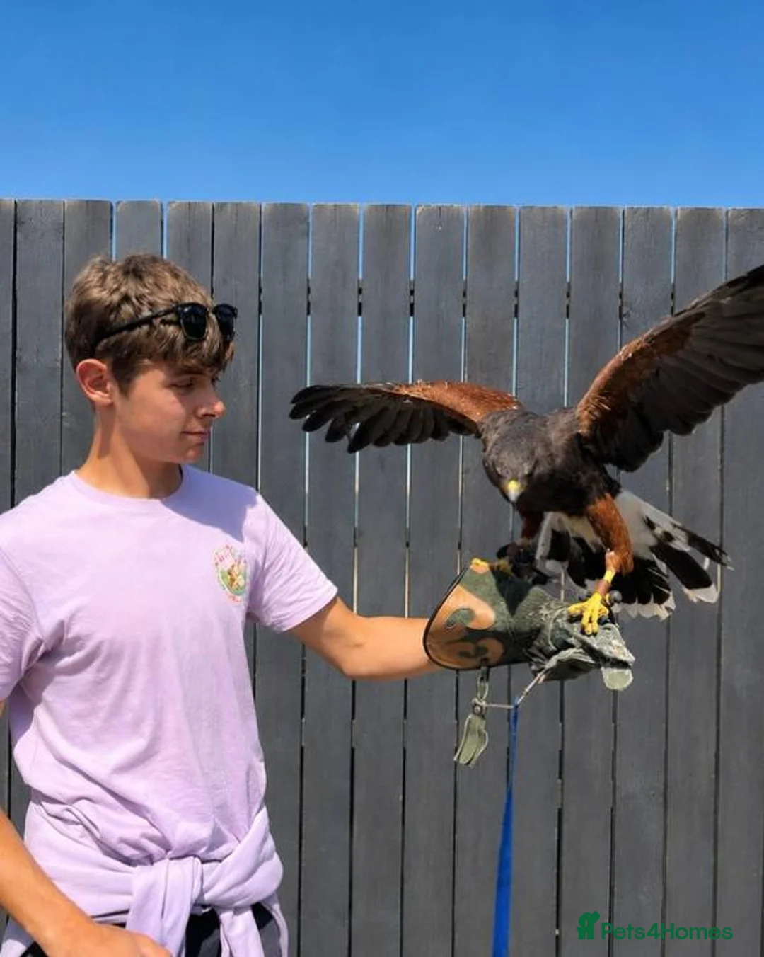 Mixed Breed birds for sale: Female Harris Hawk  - Advert 2