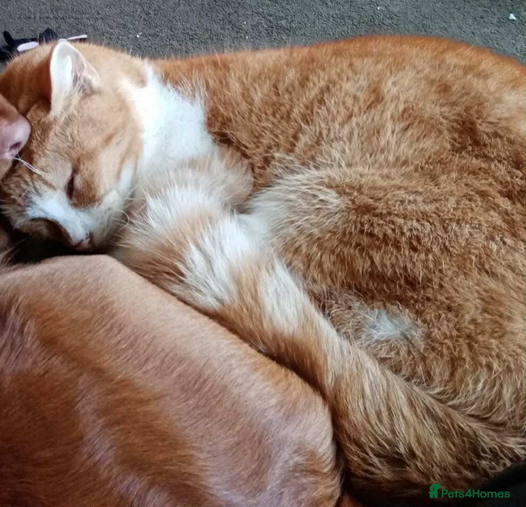 Mixed Breed cats for sale: Mixed breed male cat - Image 3