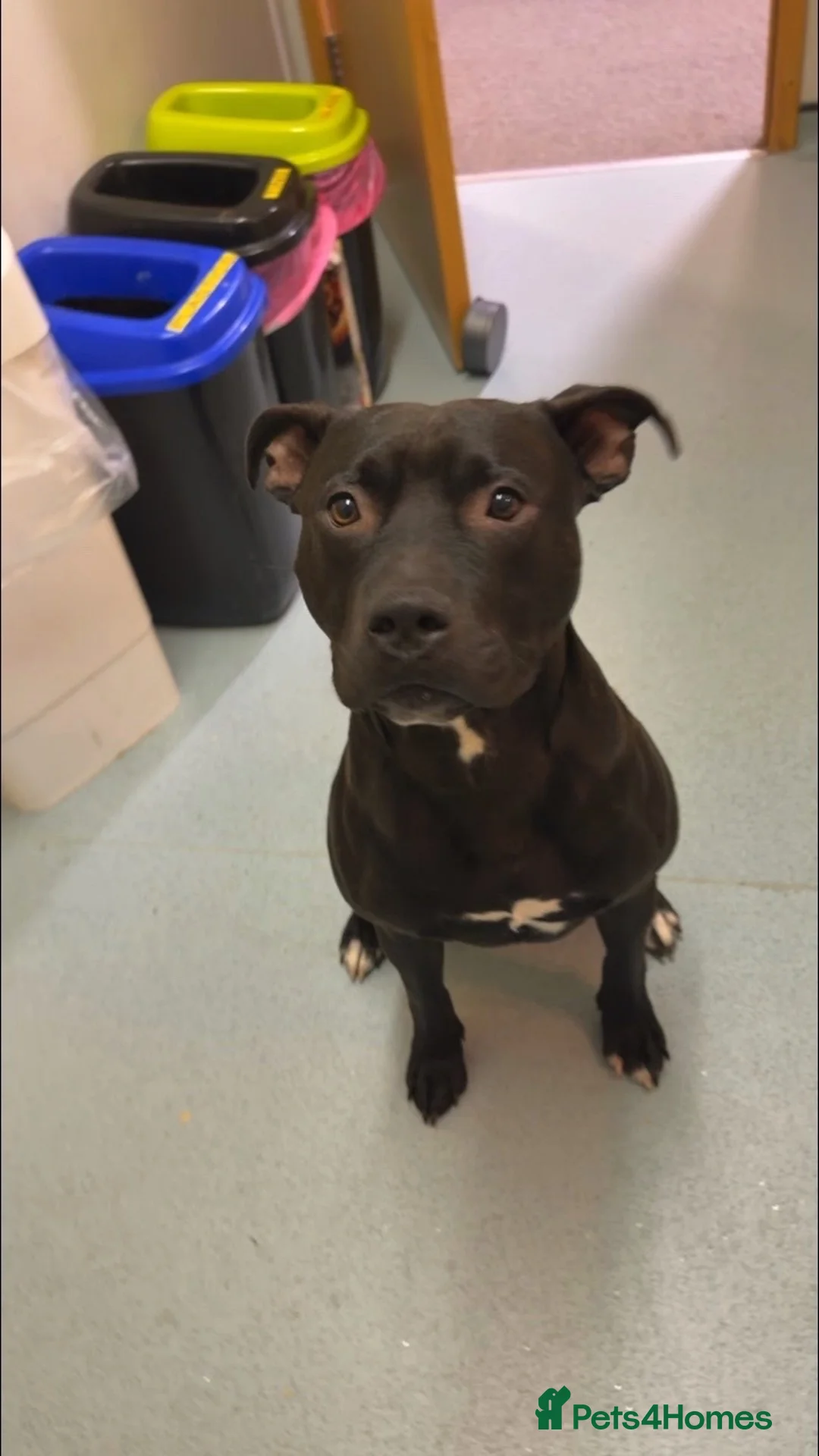 Staffordshire Bull Terrier dogs for sale: Rocky  in Catterick Garrison - Advert 1