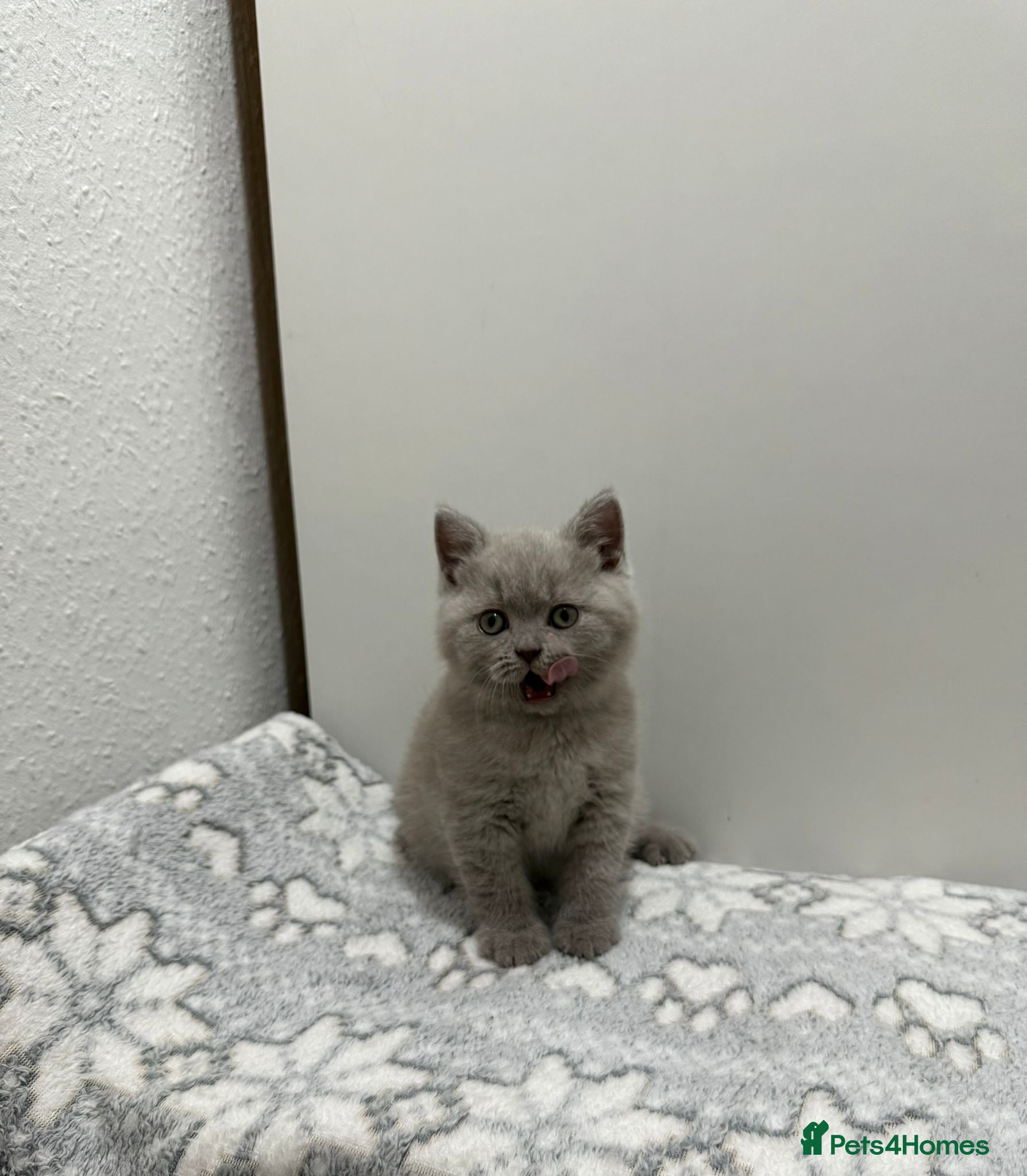British Shorthair cats Gccf Chocolate & lilac British shorthair kittens  - Advert 16