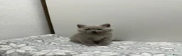 British Shorthair cats for sale: Gccf Chocolate & lilac British shorthair kittens  - Advert 7