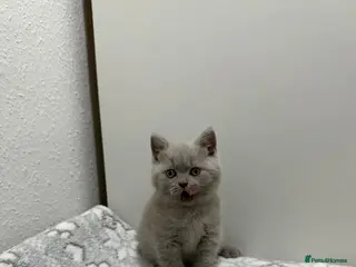 British Shorthair cats Gccf Chocolate & lilac British shorthair kittens - Advert 5