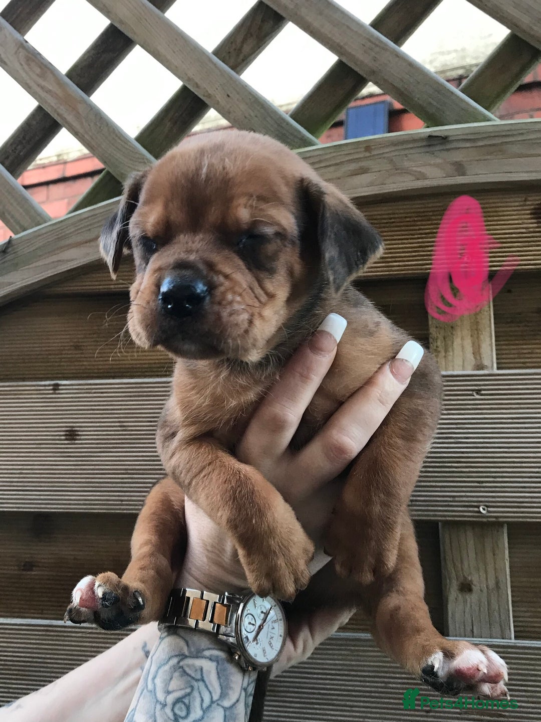 Mixed Breed dogs for sale: Bullweiller pups Merle  - Advert 2