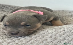 American Bully dogs for sale: Pocket Bullies ( not banned breed) - Image 26