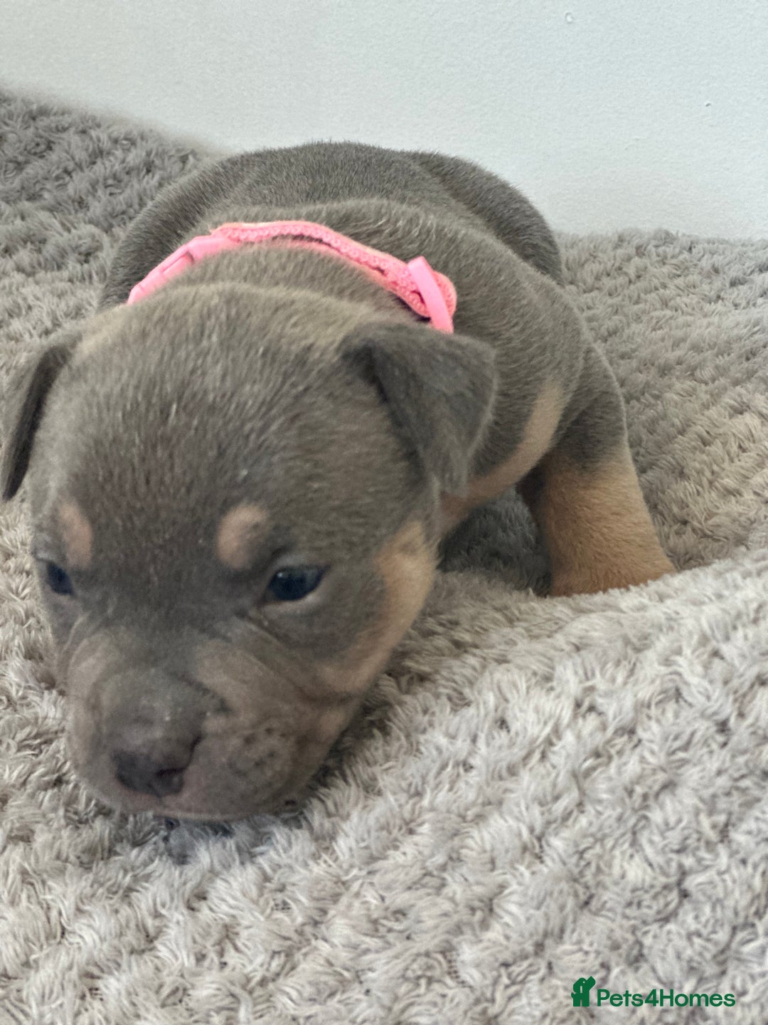American Bully dogs for sale: Pocket Bullies ( not banned breed) - Image 26