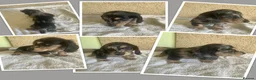 Miniature Dachshund dogs for sale: MINIATURE DACHSHUND PUPPIES  - Advert 10