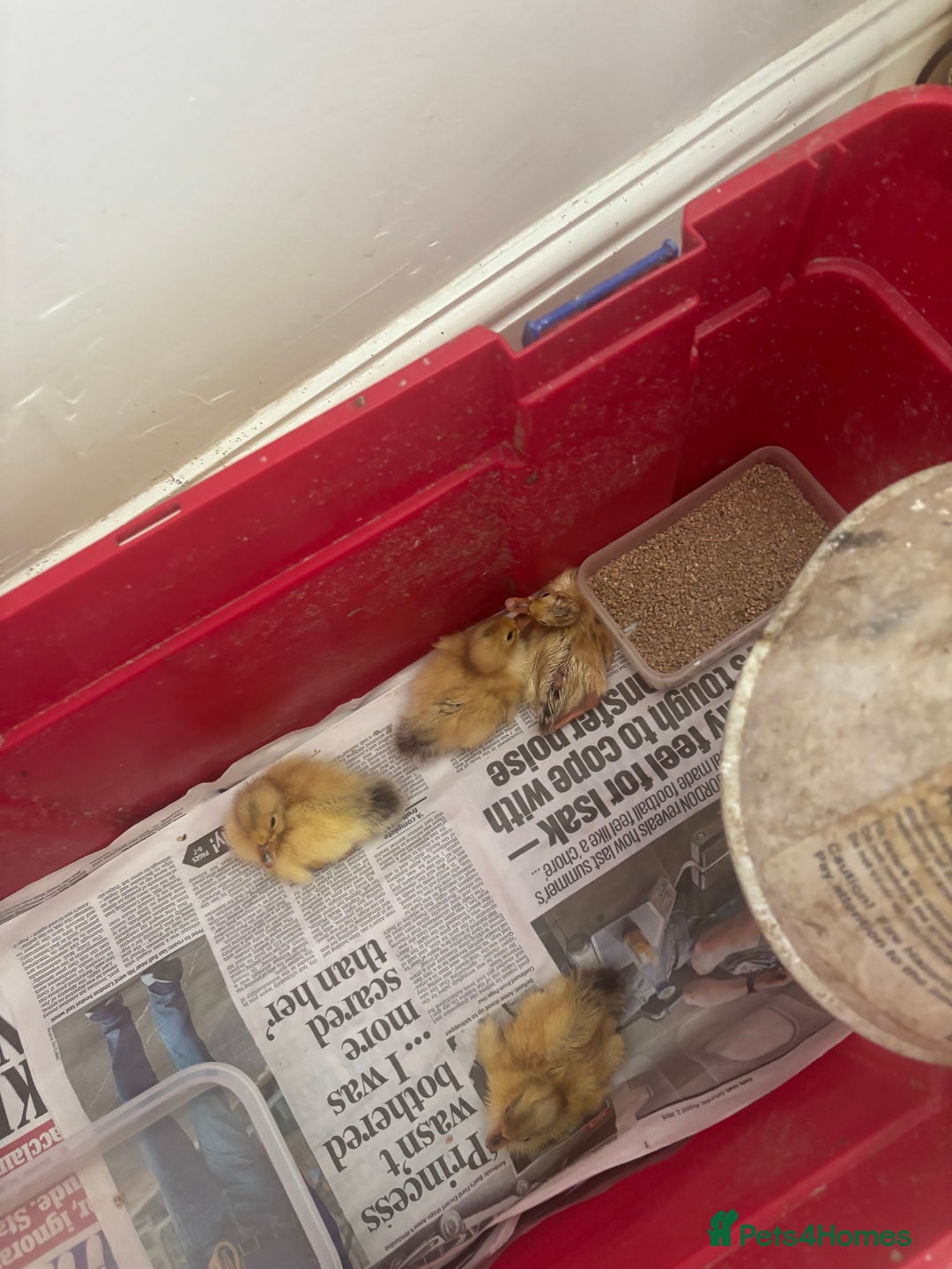 Ducks poultry for sale: Silver Appleyard drakes - Advert 6