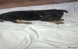 Jack Russell dogs for sale: Jack Russell Puppies Black and Tan  - Image 2