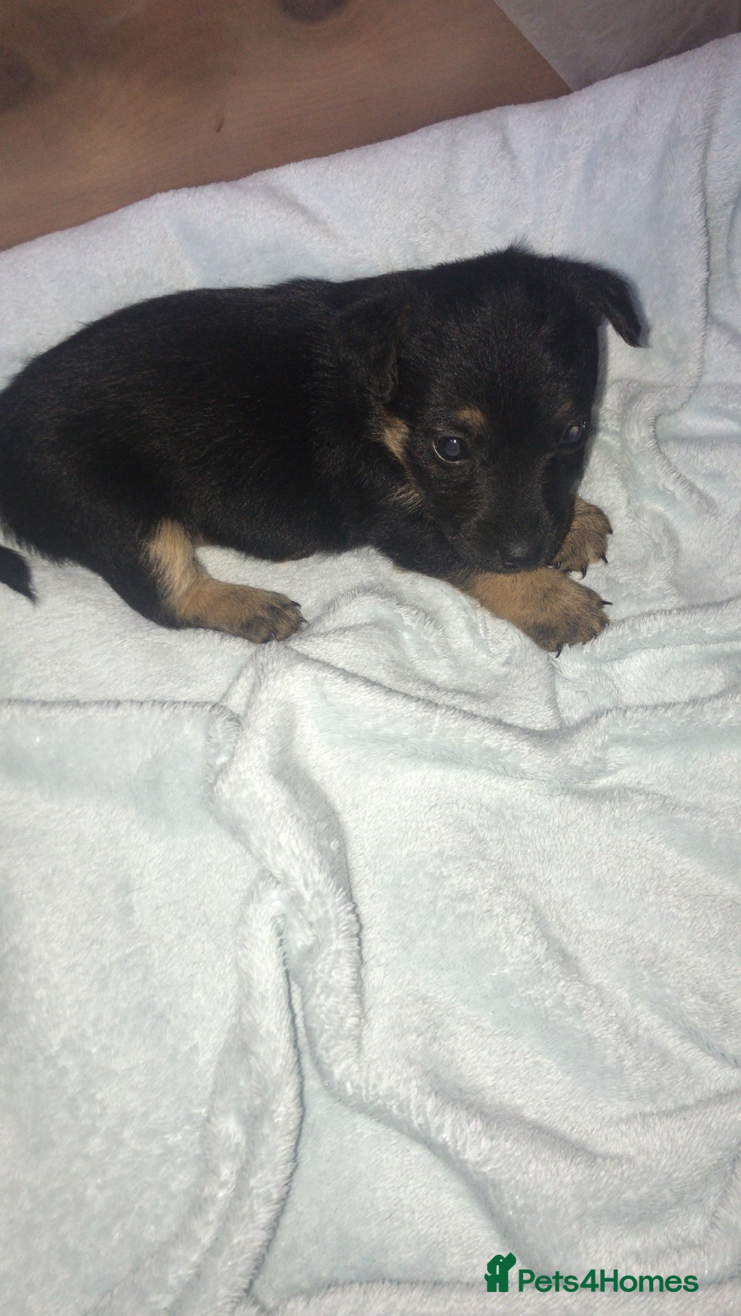 Jack Russell dogs for sale: Jack Russell Puppies Black and Tan  - Image 2