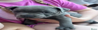Staffordshire Bull Terrier Puppy 6