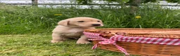 Labrador Retriever dogs for sale: Championship Winner FTCh Rustler Master puppies   - Advert 3