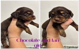 Cocker Spaniel dogs for sale: 🌟 cocker spaniel puppies 🌟 - Image 15