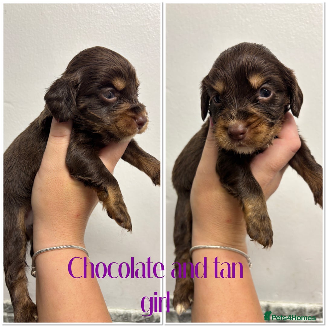 Cocker Spaniel dogs for sale: 🌟 cocker spaniel puppies 🌟 - Image 15