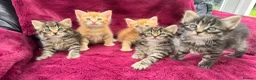 Mixed Breed cats for sale: Beautiful kittens 😻 - Advert 8