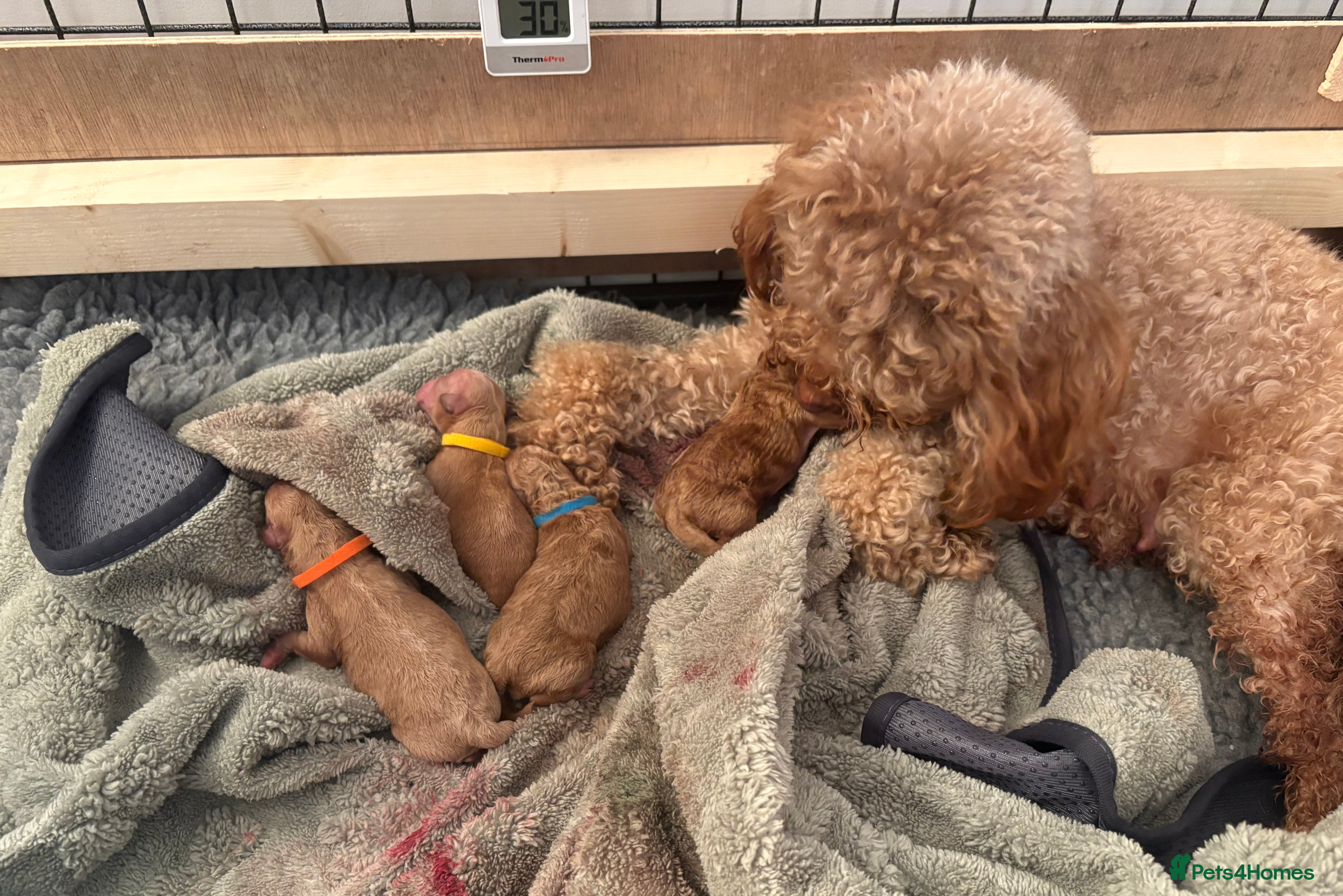 Toy Poodle dogs KC registered Toy Poodle puppies  - Advert 6