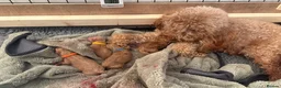 Toy Poodle dogs for sale: KC registered Toy Poodle puppies  - Advert 1