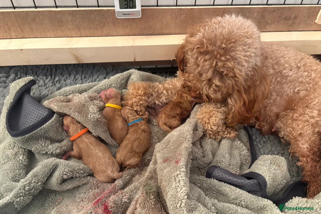 Toy Poodle dogs for sale: KC registered Toy Poodle puppies  - Advert 1