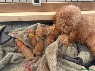 Toy Poodle dogs KC registered Toy Poodle puppies - Advert 6