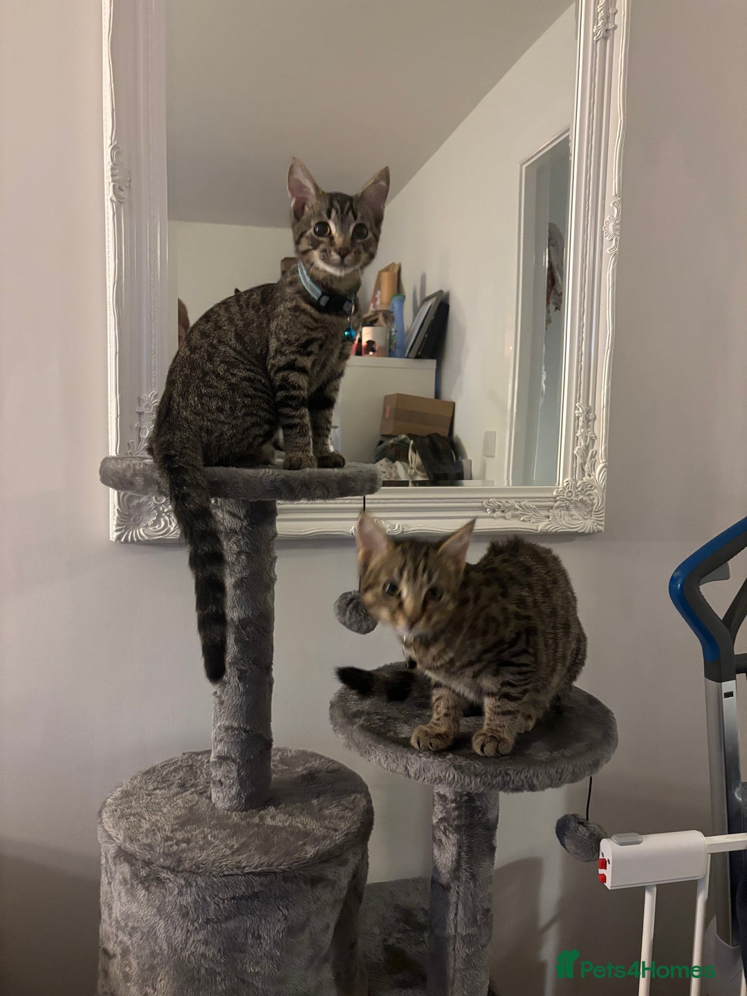 Domestic Shorthair cats for sale: Two male tabby cats  - Image 7