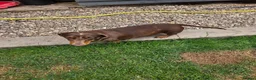 Miniature Dachshund dogs for sale: Kc registered min dachshunds bitches  - Advert 12