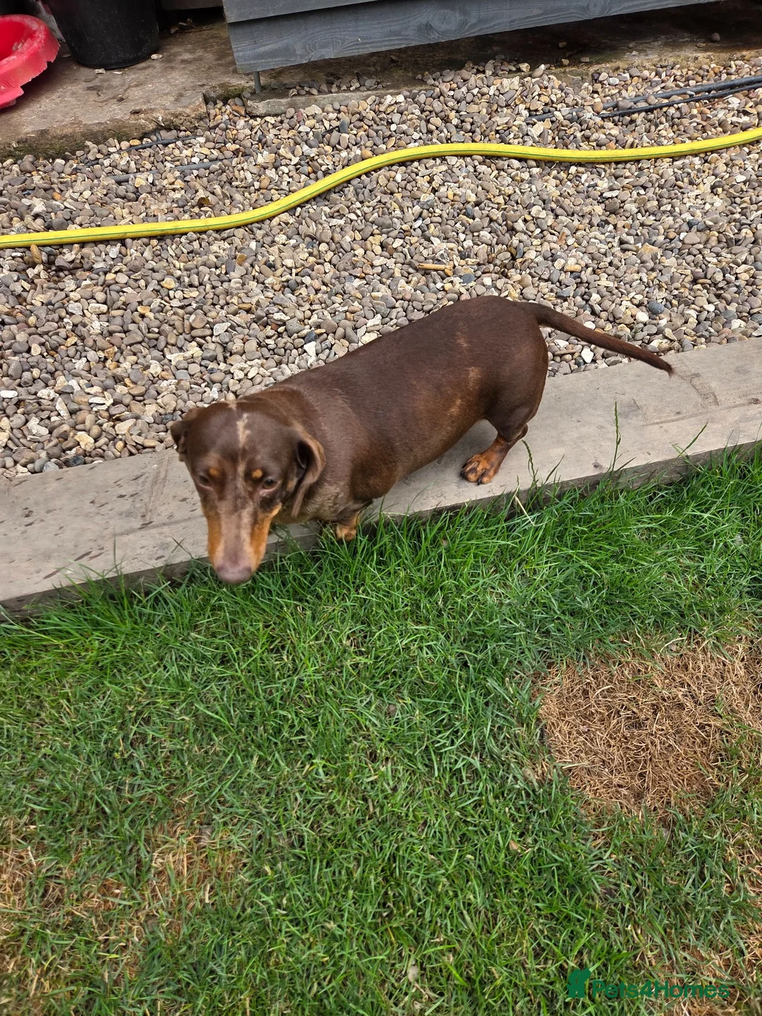Miniature Dachshund dogs for sale: Kc registered min dachshunds bitches  - Advert 12