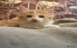Mixed Breed cats for sale: 5 Fluffy Half Maine Coon kittens - Advert 34