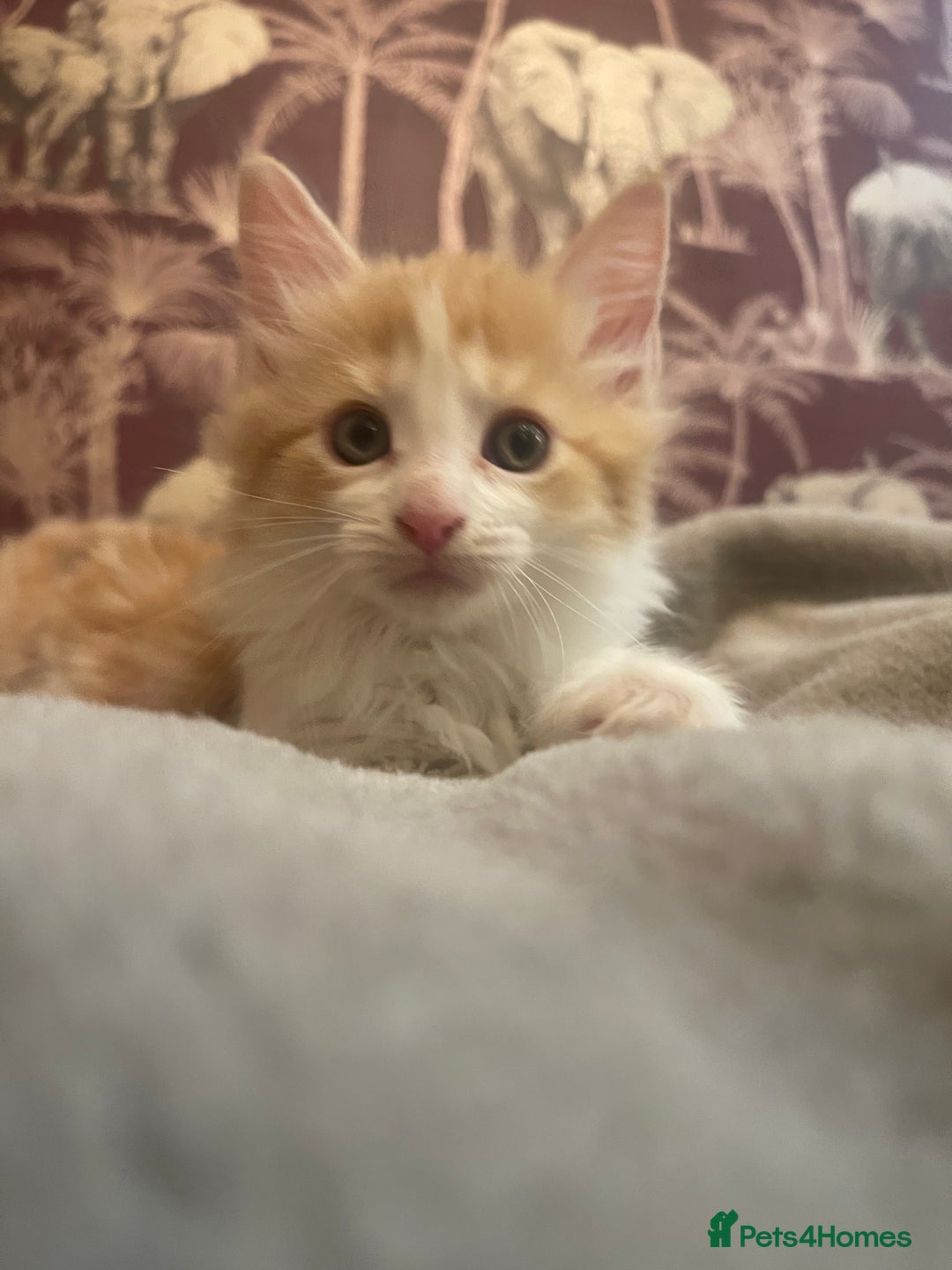 Mixed Breed cats for sale: 5 Fluffy Half Maine Coon kittens - Advert 34