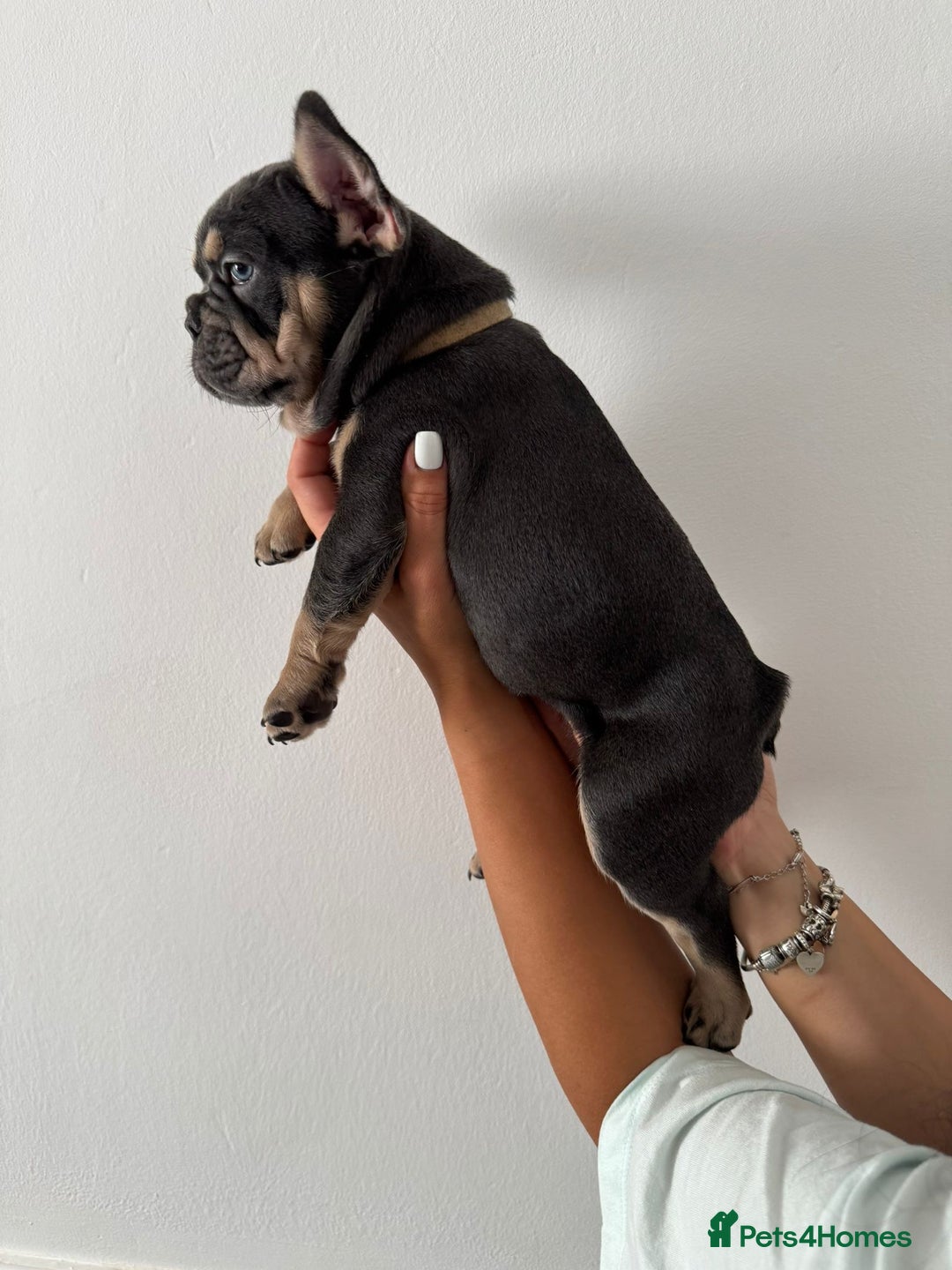 French Bulldog dogs for sale: Kc Registered 5 Generation Pedigree Quality  - Image 2