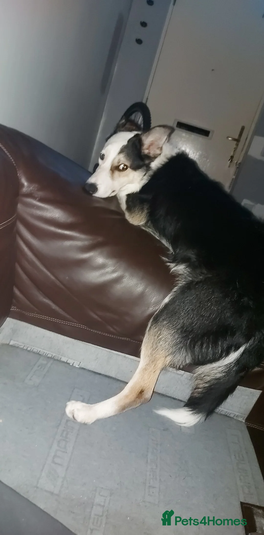 Border Collie dogs for sale: Free due to ill health  - Advert 3