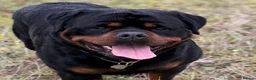 Rottweiler dogs for stud: BEAUTIFUL OLD TYPE BIG BONED ROTTIE! For stud - Advert 3