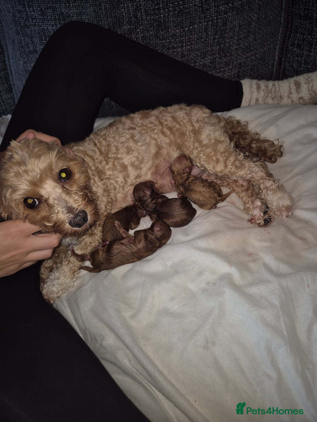 Maltipoo dogs for sale: Tiny f1b maltipoo puppys - Image 7