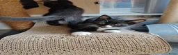 Mixed Breed cats for sale: Beautiful black long hair kittens  in Louth - Advert 7