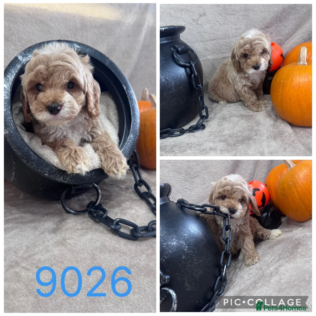 Cockapoo dogs for sale: Stunning fluffy deep red Cockapoos - Advert 36