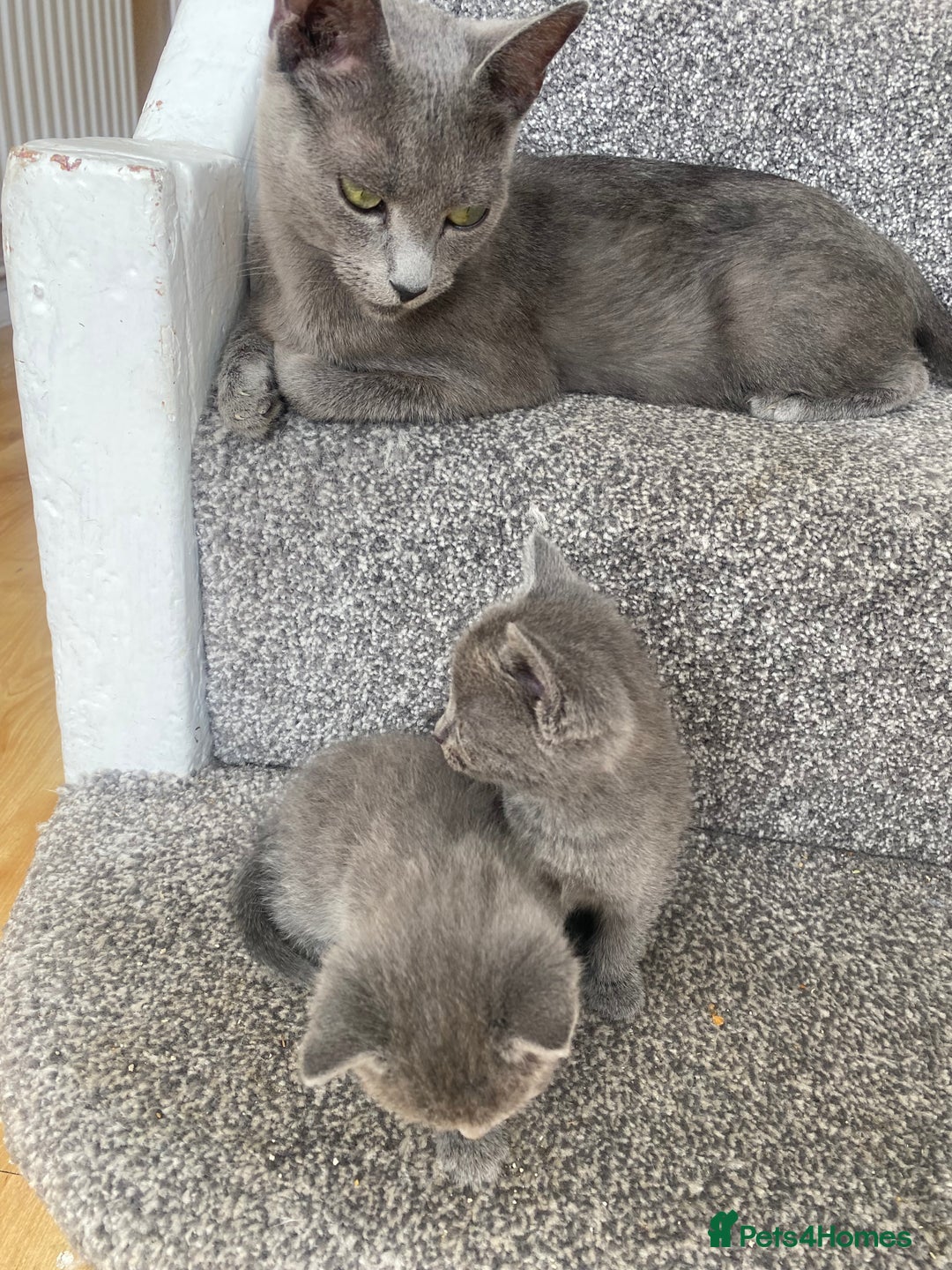 Russian Blue cats for sale: Russian Blue X British Shorthair Kittens - Image 6