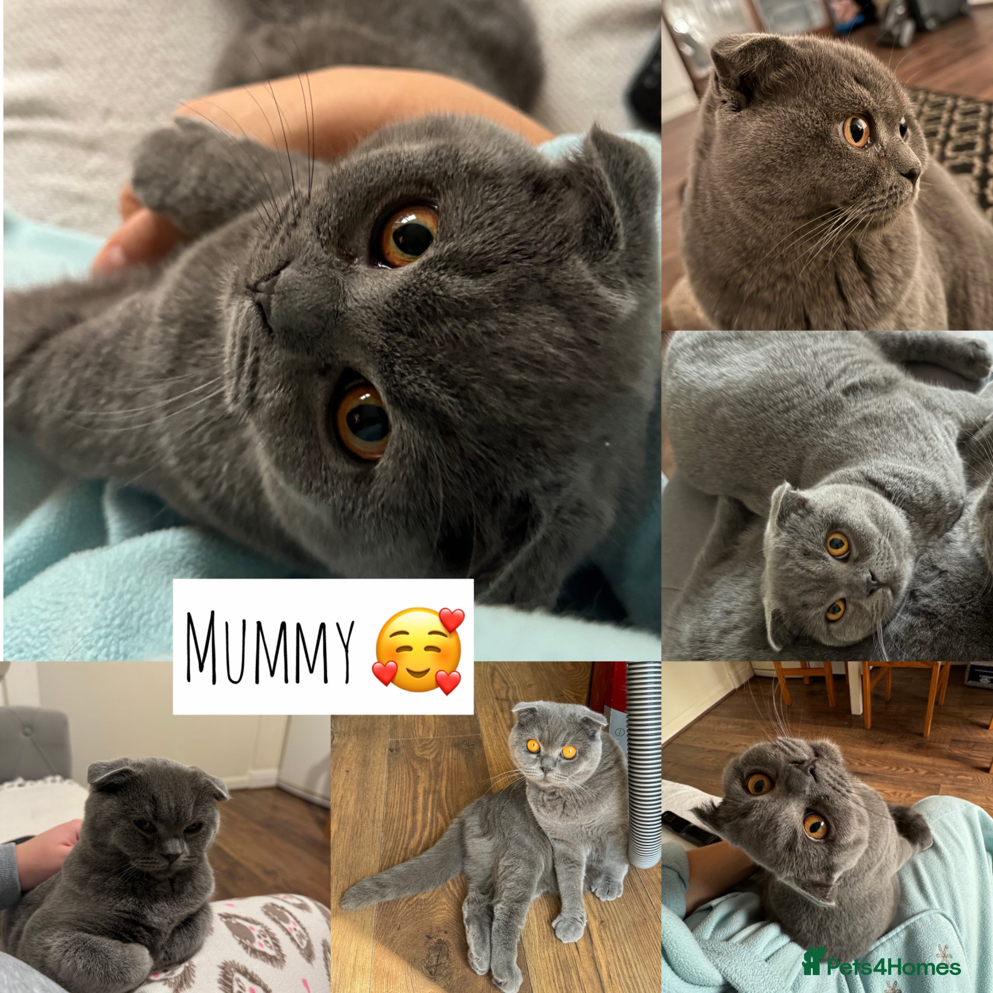 Scottish Fold cats Beautiful Scottish Fold Kittens for Sale 🐾 - Advert 1