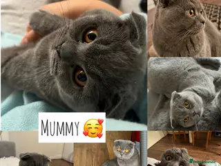 Scottish Fold cats Vaccinated and ready to go kittens ♥️ - Advert 2