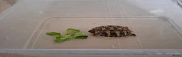Hermann Tortoise reptiles for sale: Juvenile hermanns tortoise and full set up in Bo'ness - Advert 6