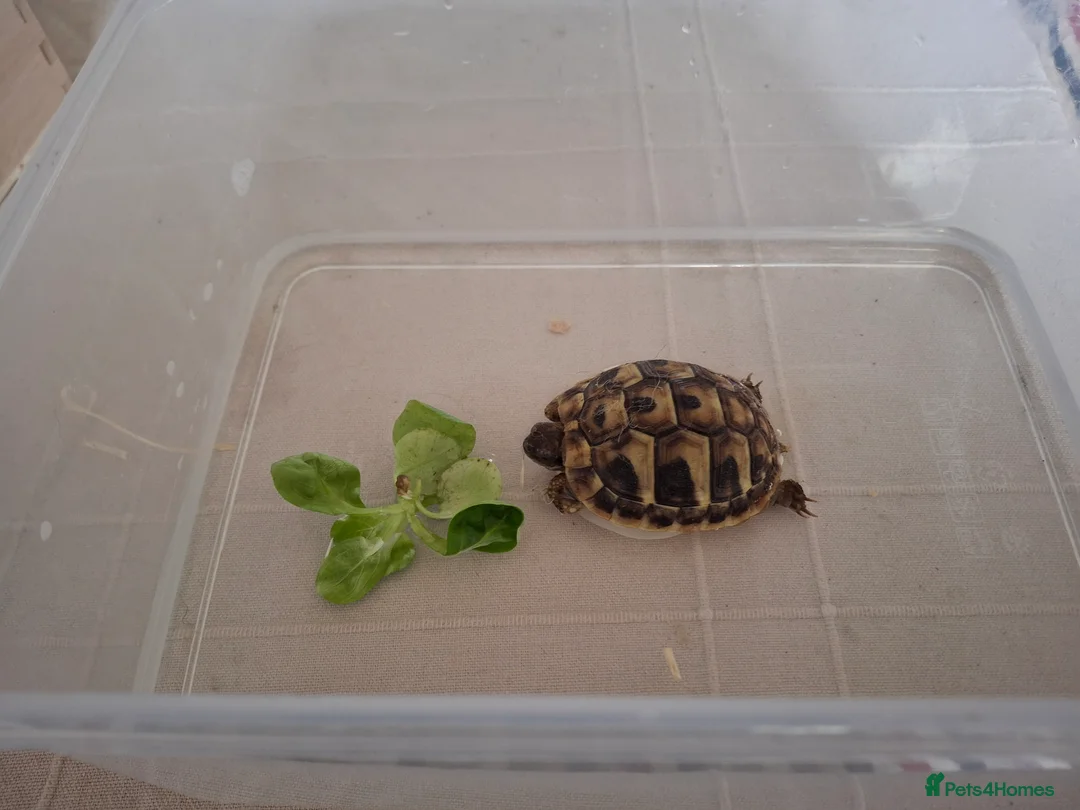 Hermann Tortoise reptiles for sale: Juvenile hermanns tortoise and full set up in Bo'ness - Advert 6