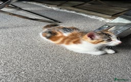Domestic Shorthair cats for sale: Chloe and Zoe - Image 5