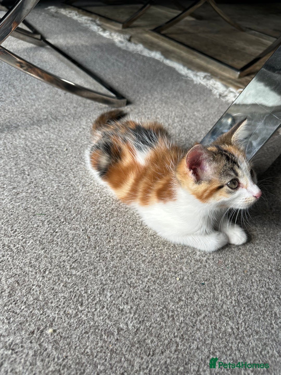 Domestic Shorthair cats for sale: Chloe and Zoe - Image 5