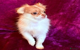 Mixed Breed dogs for sale: IMPERIAL SHITZU x POMERANIAN PUPS - Image 5