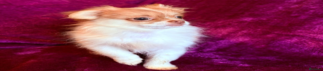 Puppy 3